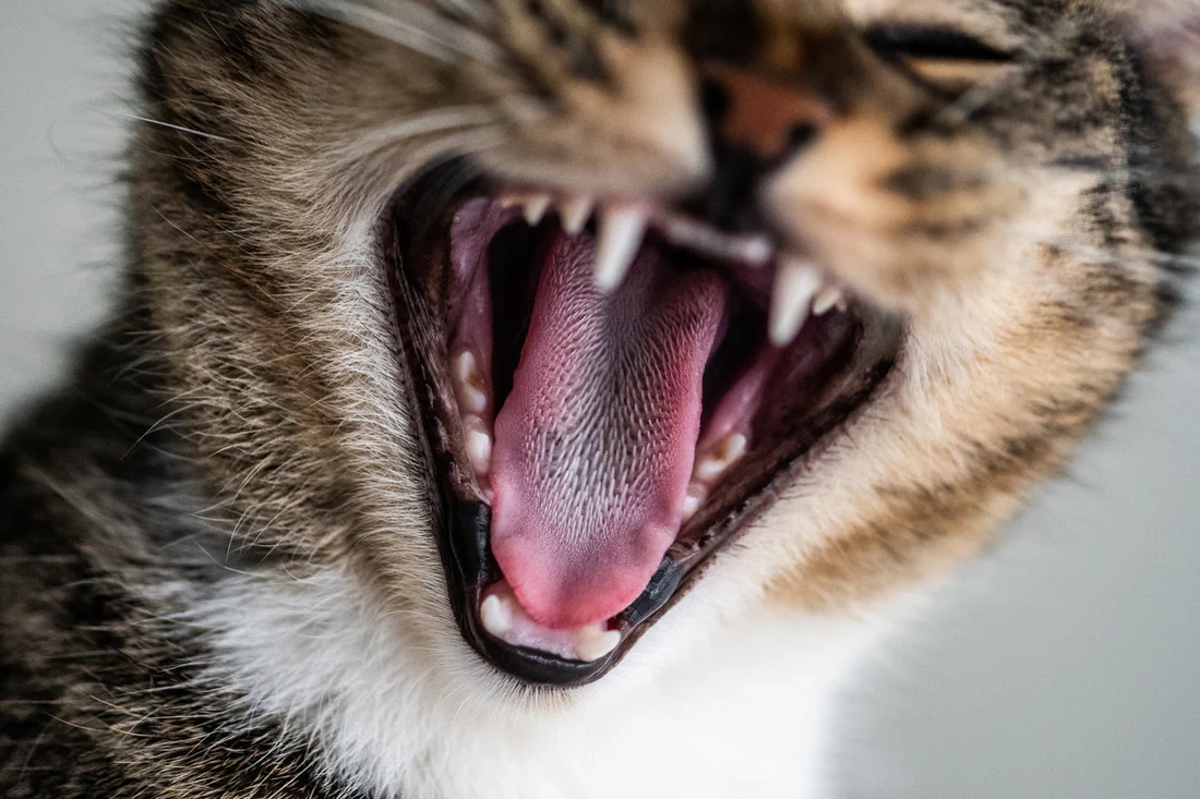 cat with dental pain