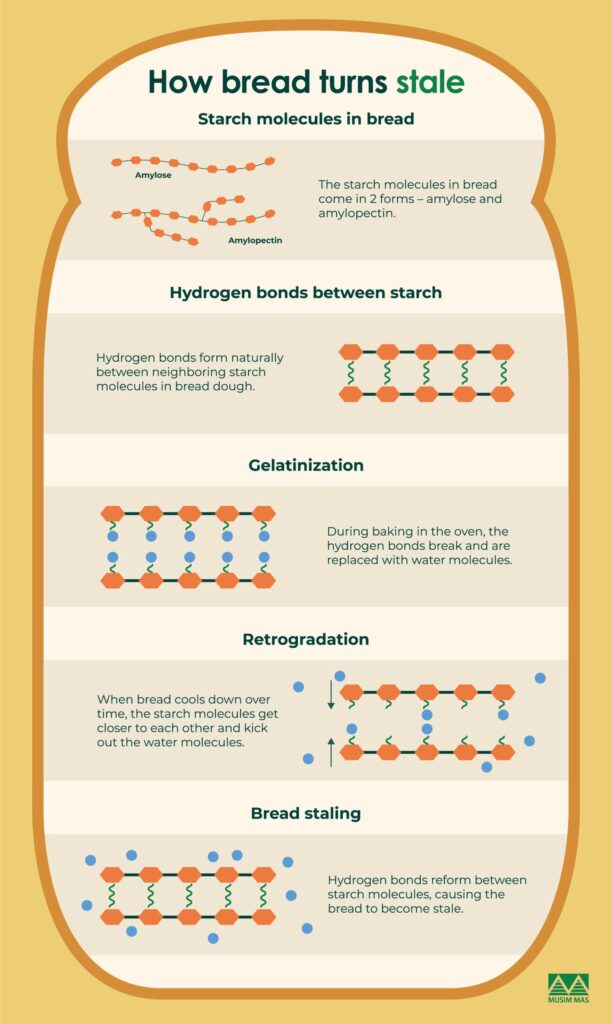 starch retrogradation bread chemistry
