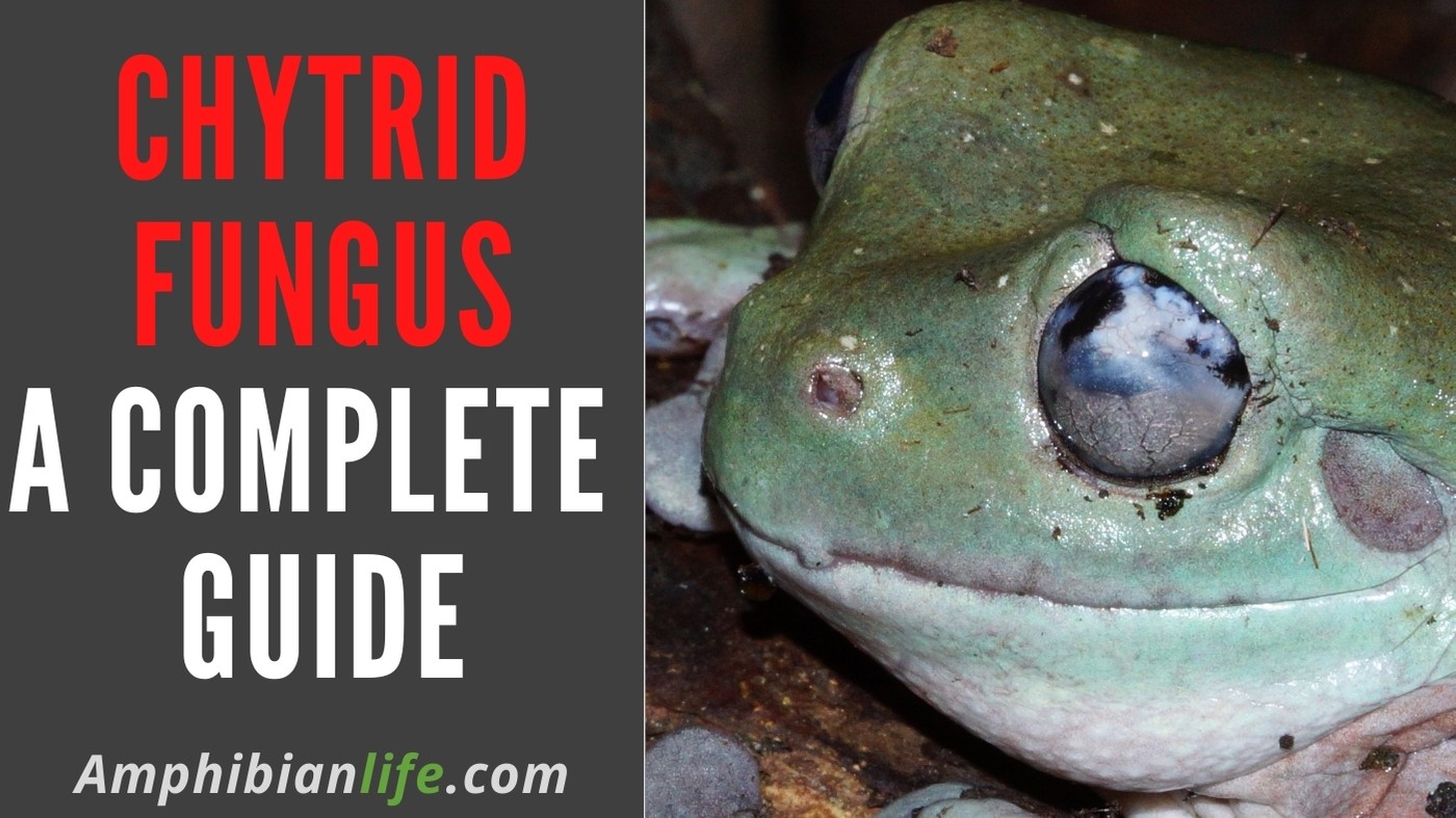 Why Some Frogs Survive the Deadly Chytrid Fungus
