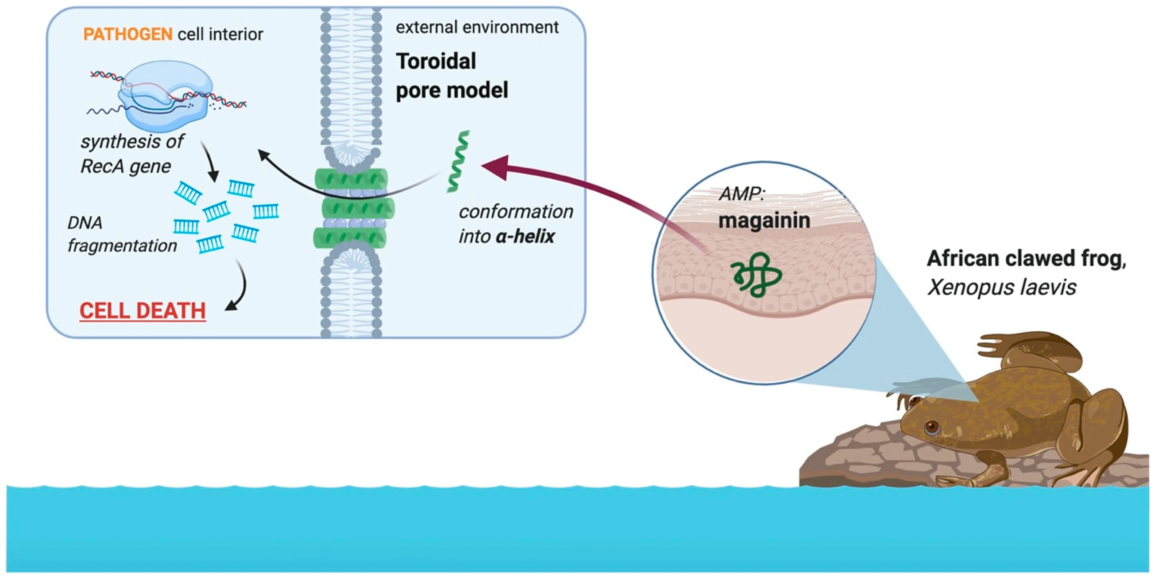 amphibian antimicrobial peptides secretion