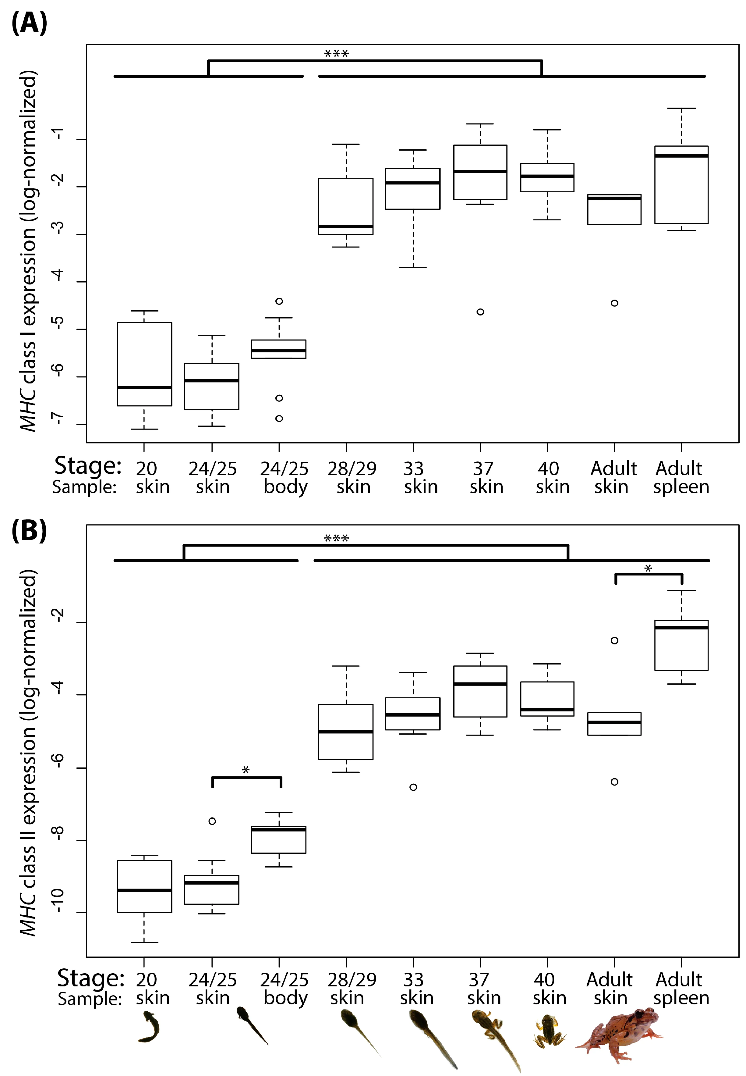 frog MHC immune genetics
