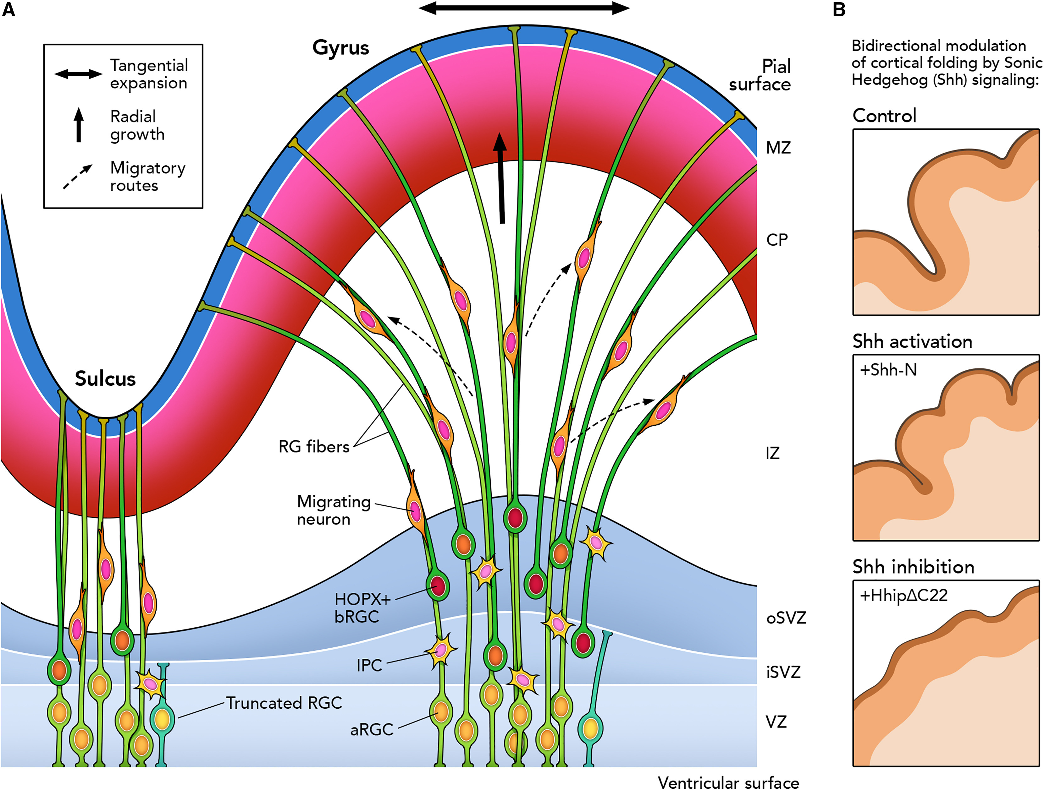 Why Your Brain Has Wrinkles: New Scientific Discovery Explained