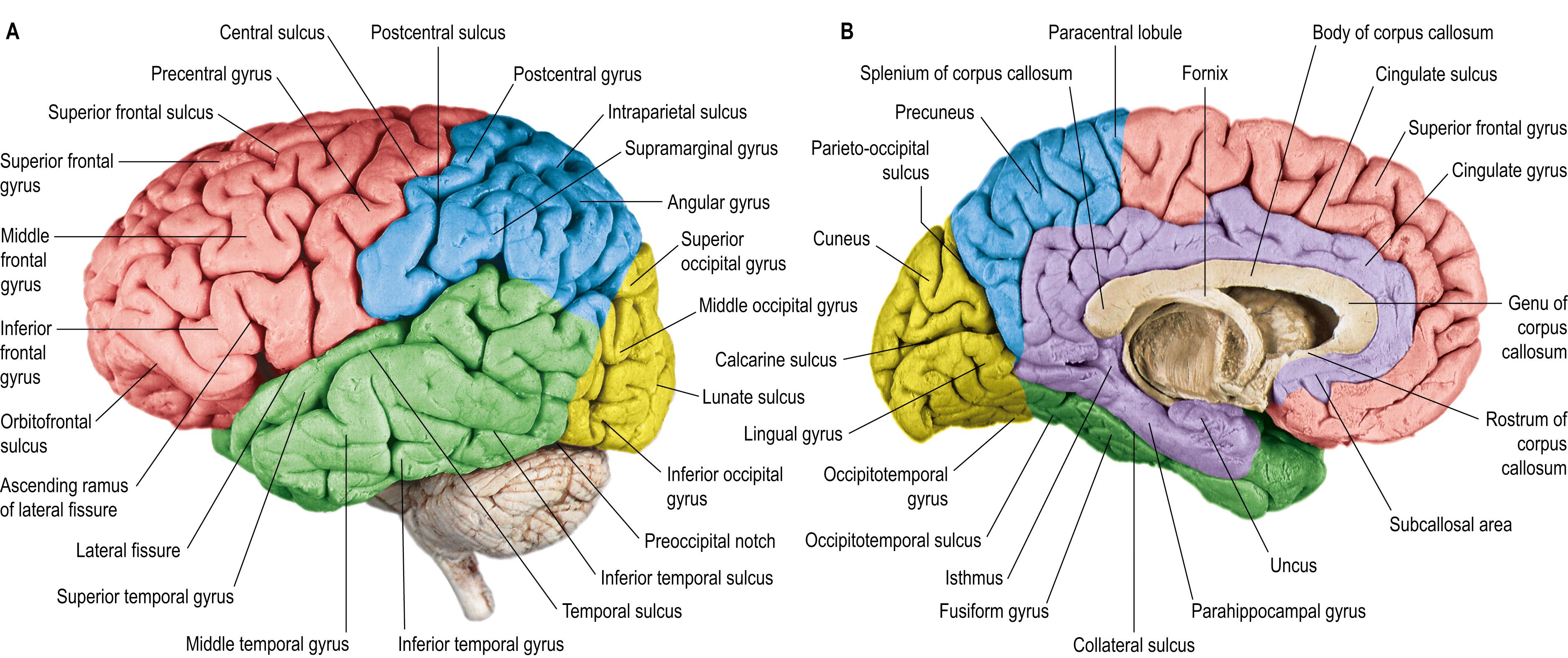 cerebral cortex gyri and sulci