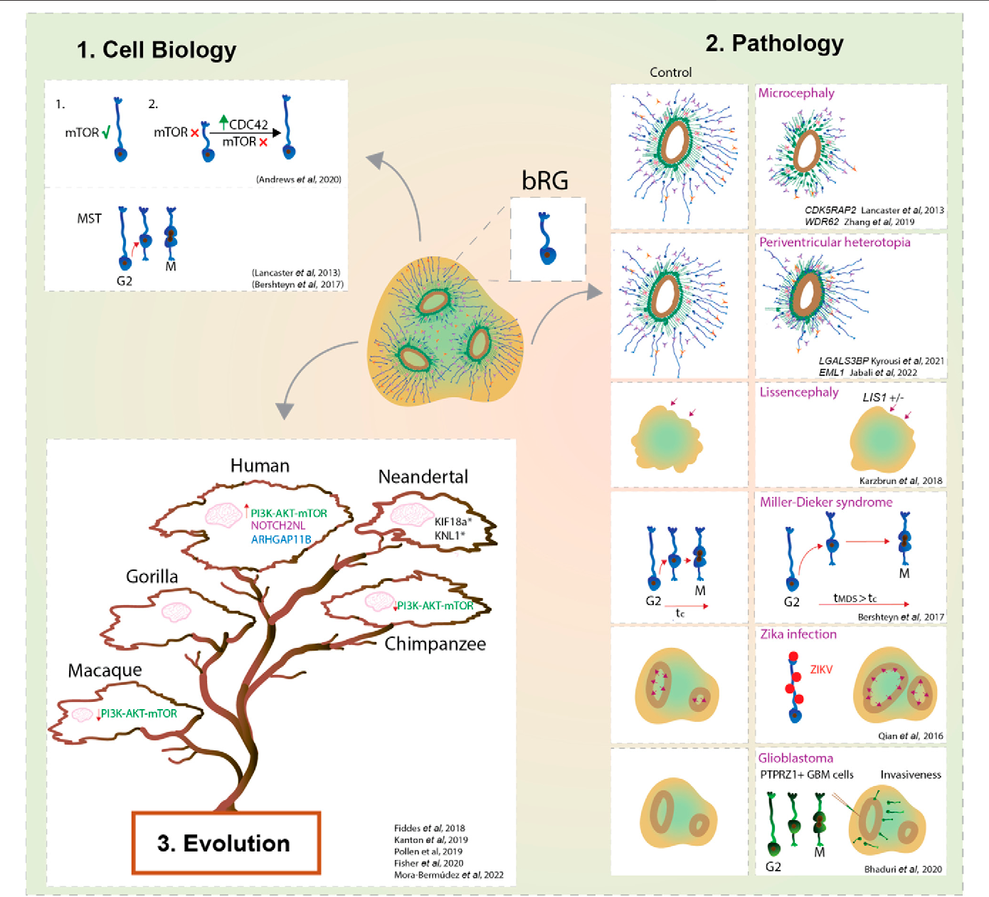 basal radial glia cells