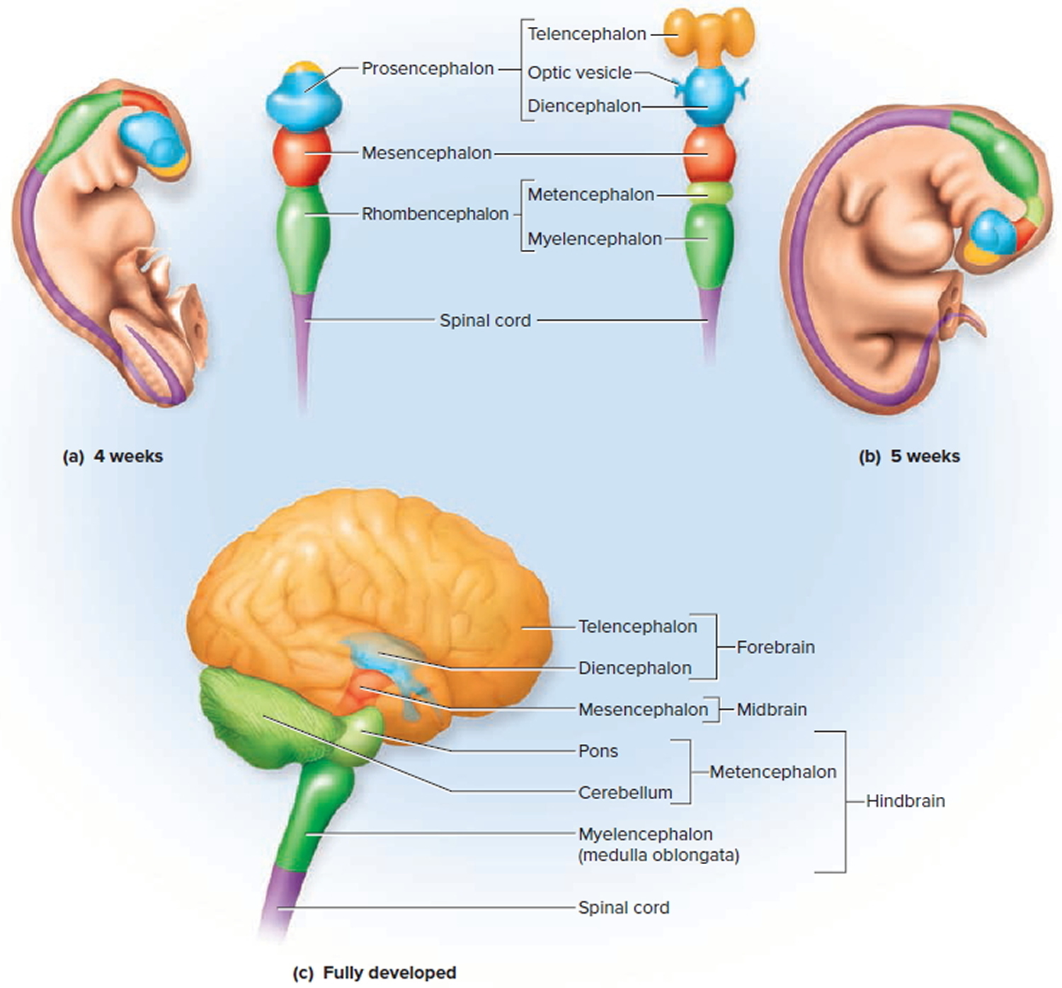 fetal brain development stages