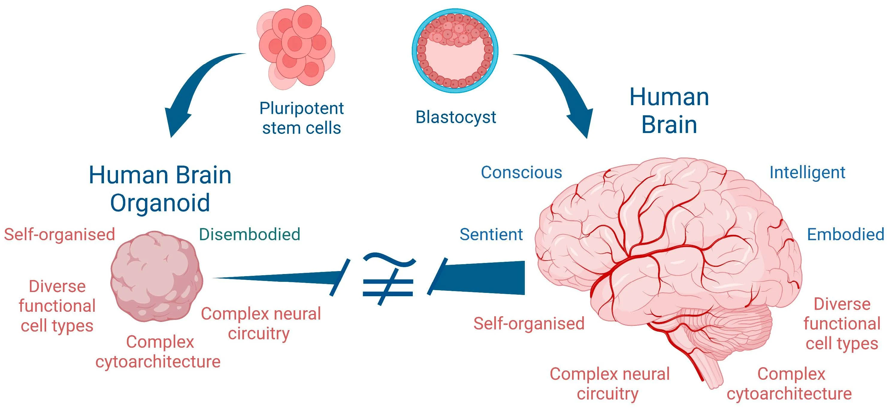 brain organoid stem cells