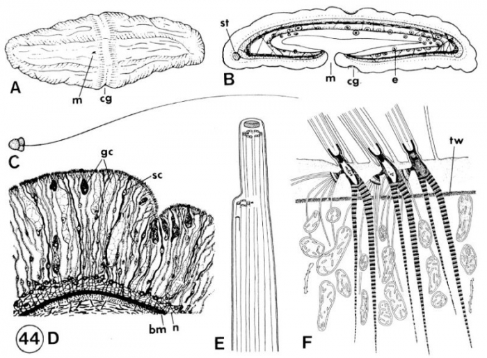 Xenoturbella digestive cavity