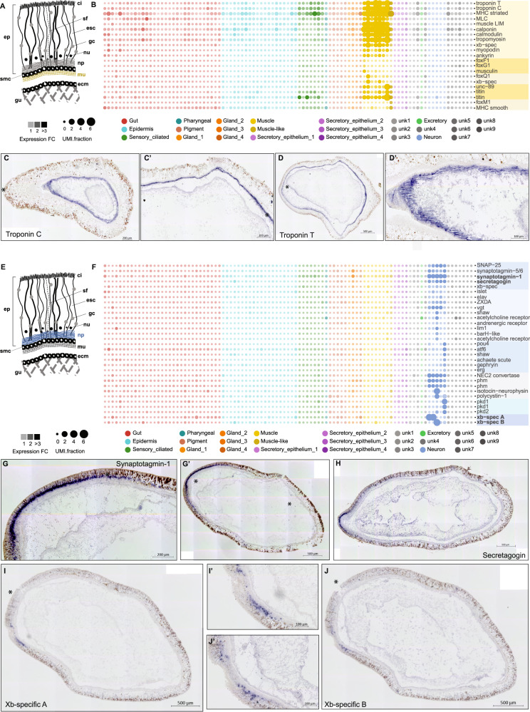 Xenoturbella nerve net