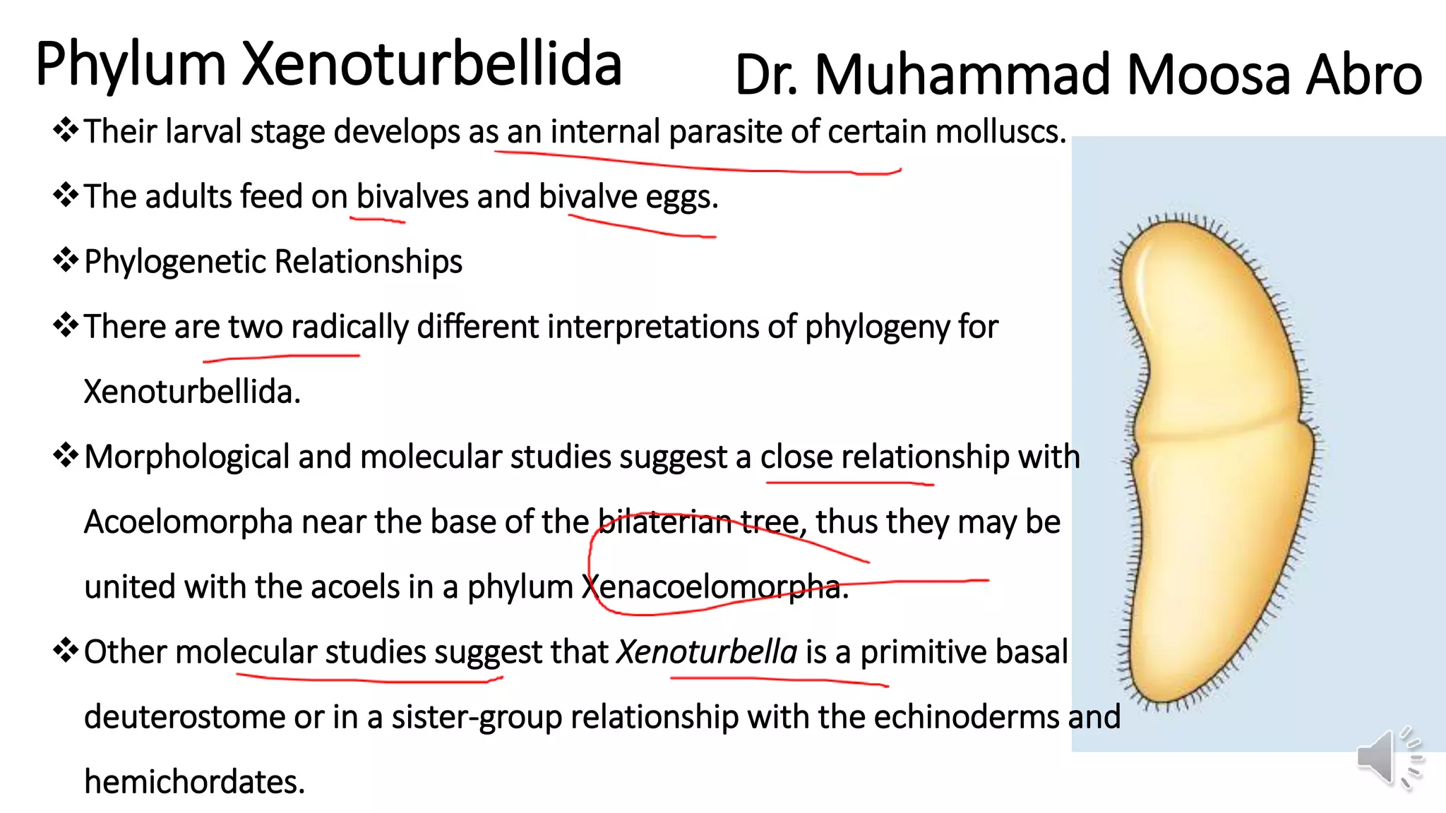 Xenoturbella bivalve association