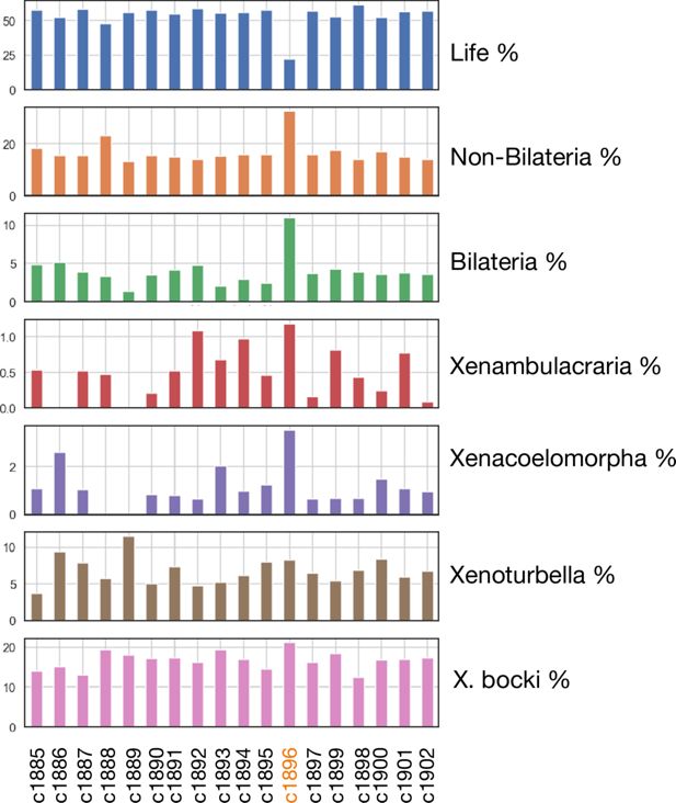 Xenoturbella evolutionary significance