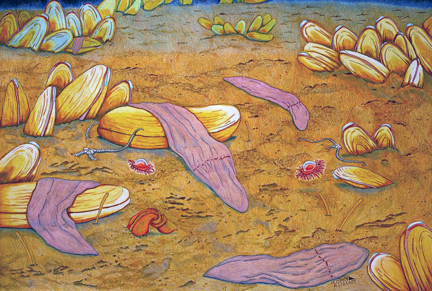 Xenoturbella: The Brainless Deep-Sea Enigma Explained