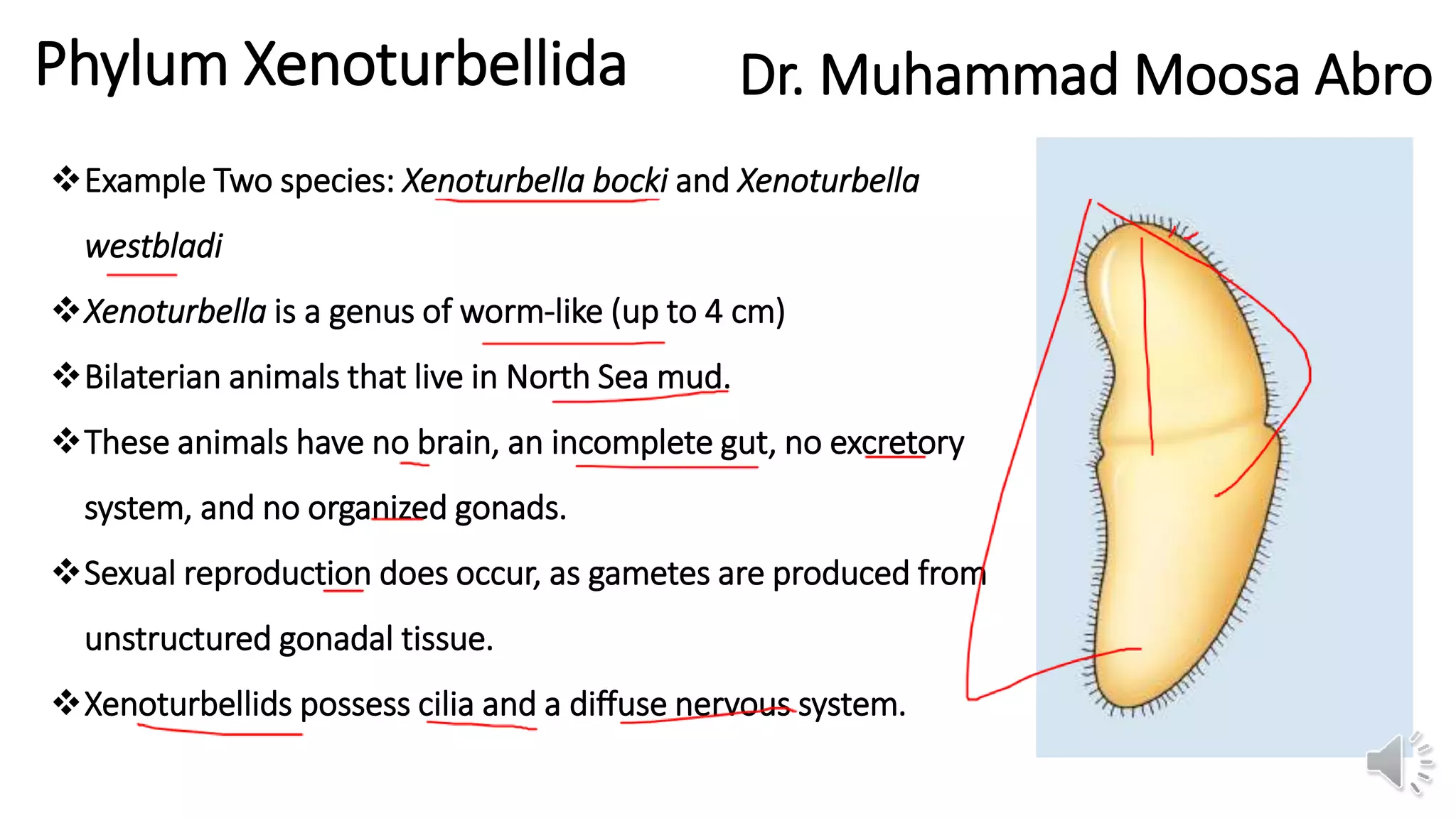 Xenoturbella feeding behavior on seabed