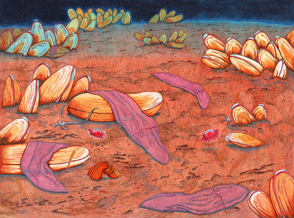 Xenoturbella deep sea habitat illustration