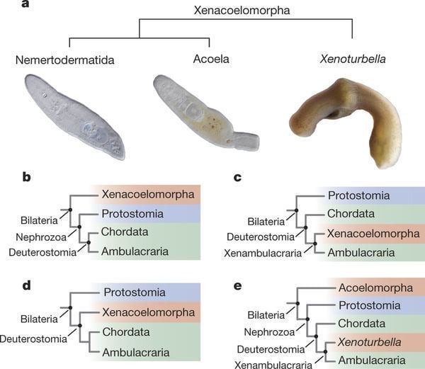 Xenoturbella vs Acoels comparison