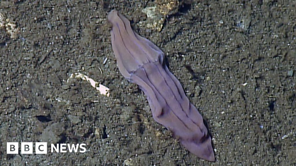 Xenoturbella deep sea collection methods