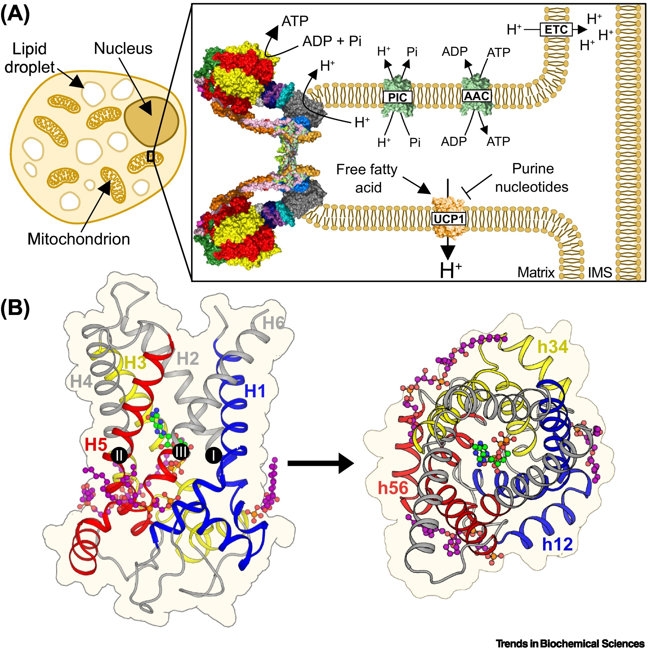 Uncoupling protein UCP1 mitochondria