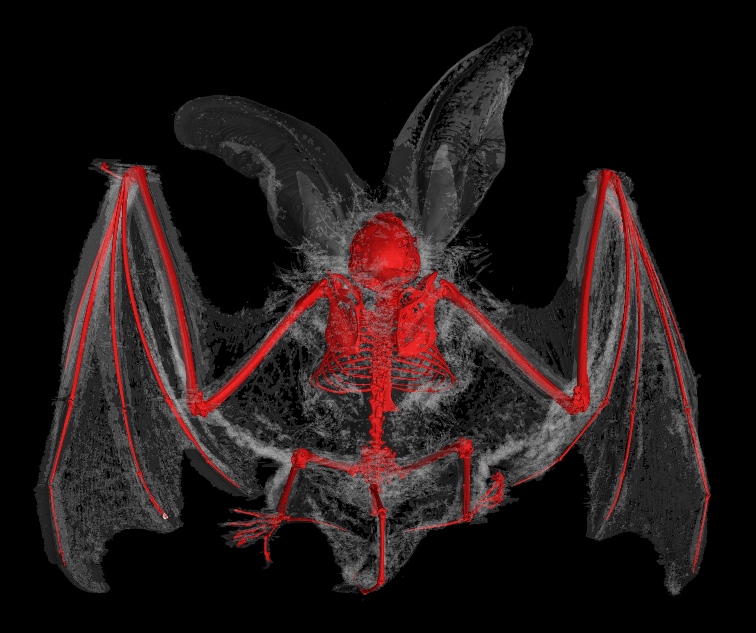 BAT PET scan imaging
